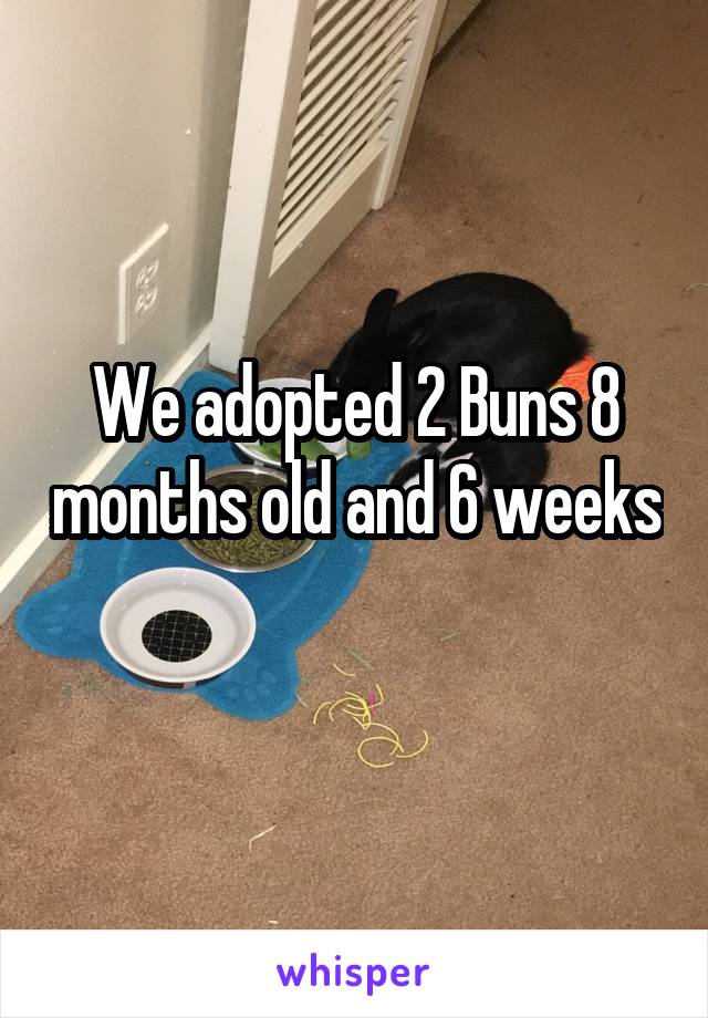 We adopted 2 Buns 8 months old and 6 weeks
