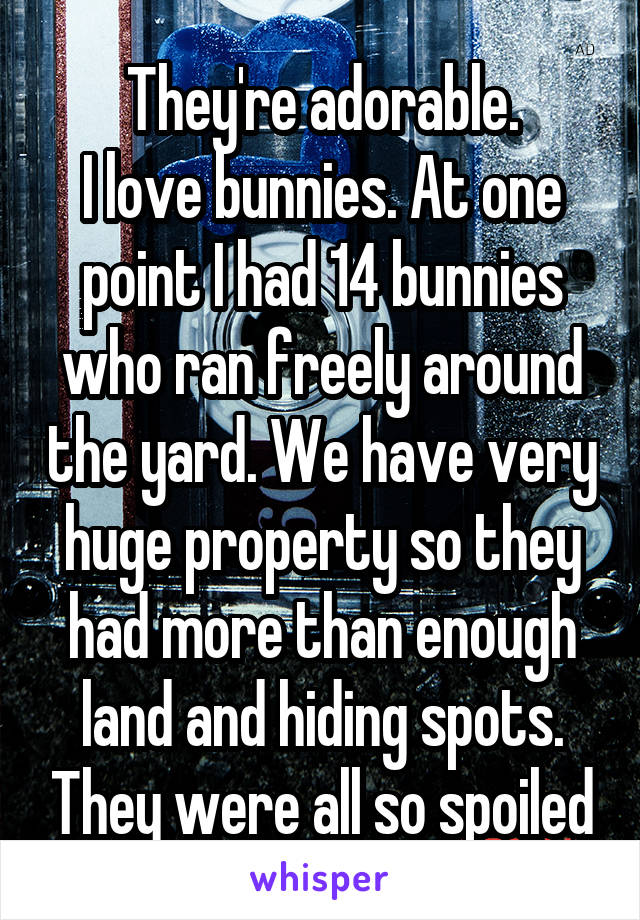 They're adorable.
I love bunnies. At one point I had 14 bunnies who ran freely around the yard. We have very huge property so they had more than enough land and hiding spots. They were all so spoiled