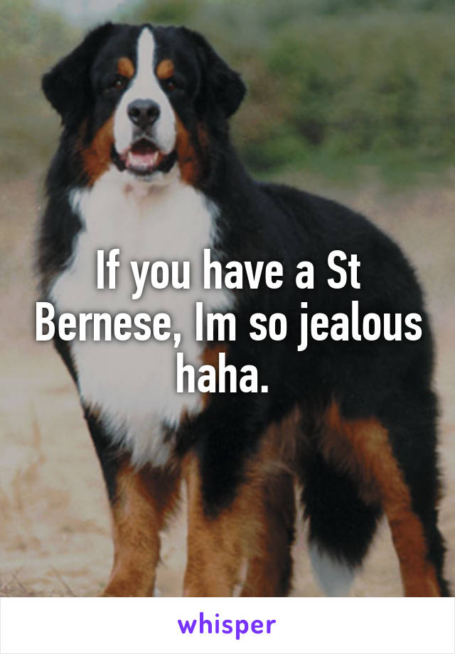 If you have a St Bernese, Im so jealous haha. 