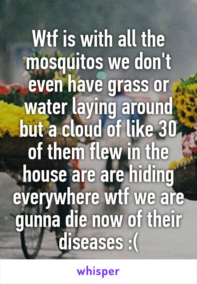 Wtf is with all the mosquitos we don't even have grass or water laying around but a cloud of like 30 of them flew in the house are are hiding everywhere wtf we are gunna die now of their diseases :(