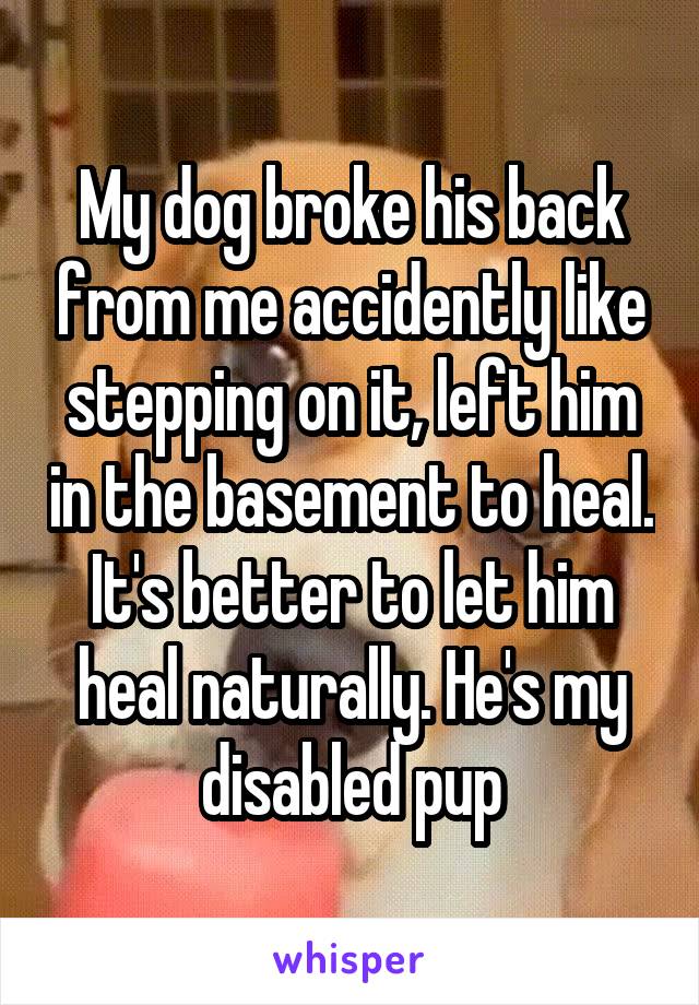 My dog broke his back from me accidently like stepping on it, left him in the basement to heal. It's better to let him heal naturally. He's my disabled pup