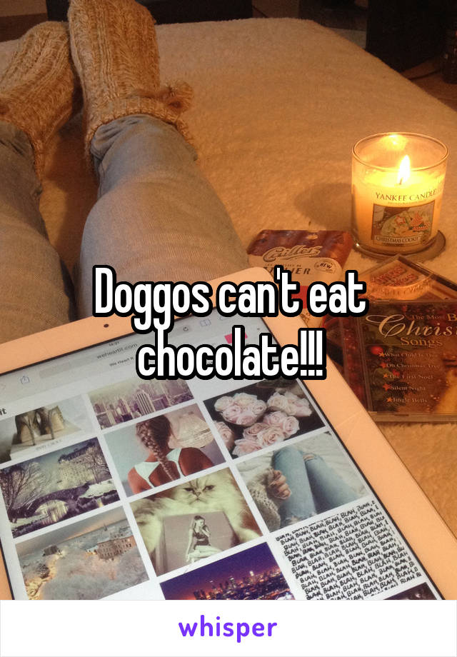 Doggos can't eat chocolate!!!