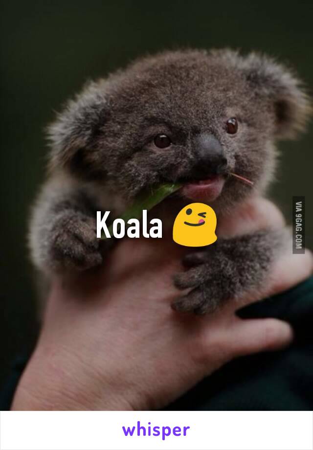 Koala 😋