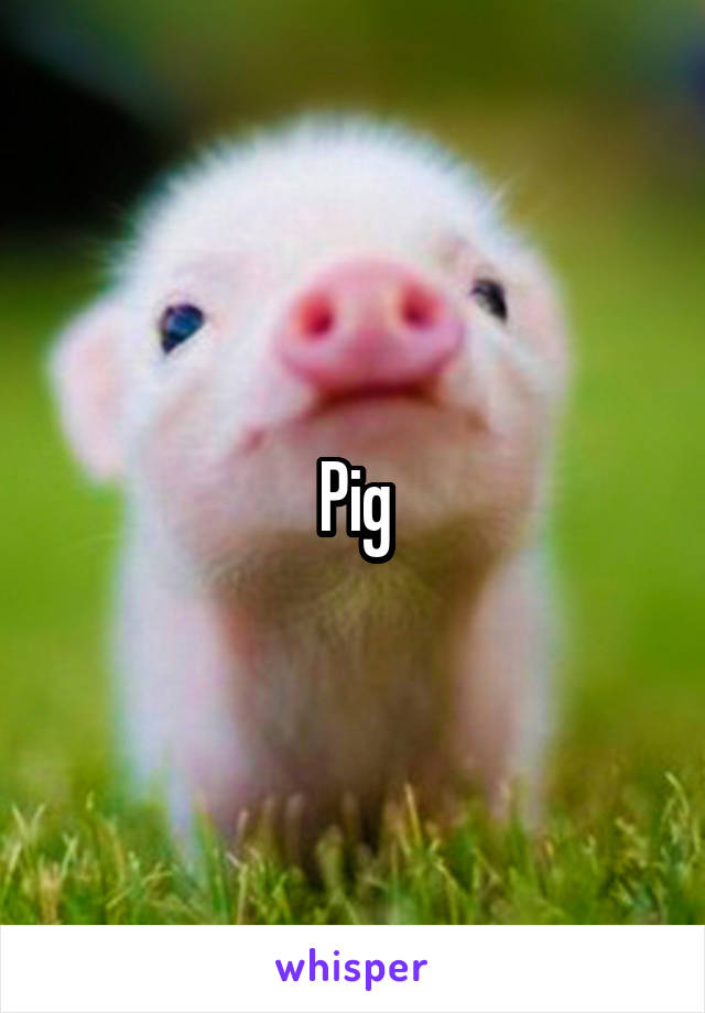 Pig