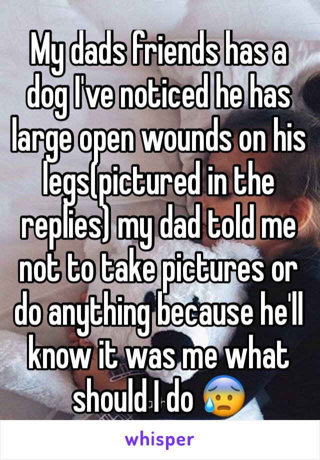 My dads friends has a dog I've noticed he has large open wounds on his legs(pictured in the replies) my dad told me not to take pictures or do anything because he'll know it was me what should I do 😰