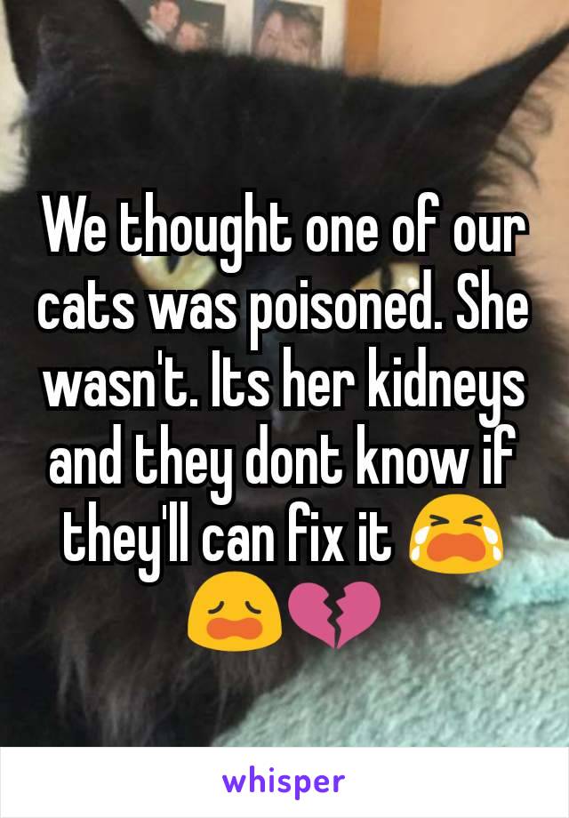 We thought one of our cats was poisoned. She wasn't. Its her kidneys and they dont know if they'll can fix it 😭😩💔