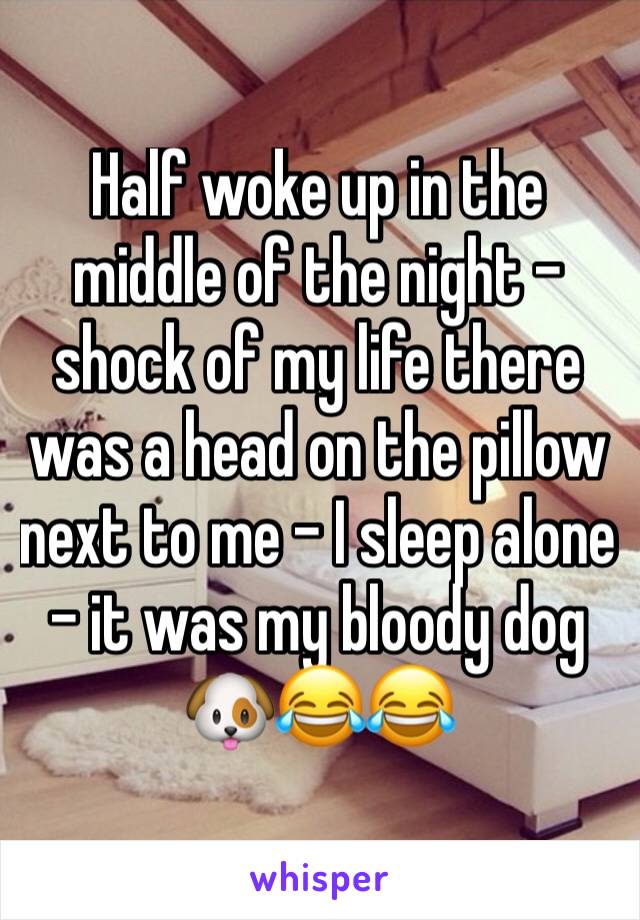 Half woke up in the middle of the night - shock of my life there was a head on the pillow next to me - I sleep alone - it was my bloody dog 🐶😂😂