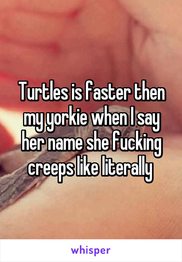 Turtles is faster then my yorkie when I say her name she fucking creeps like literally 