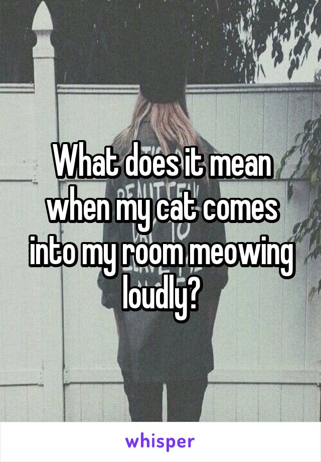 What does it mean when my cat comes into my room meowing loudly?