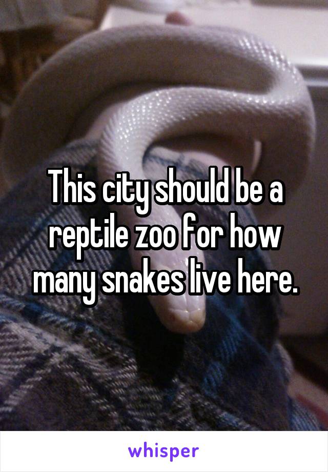 This city should be a reptile zoo for how many snakes live here.