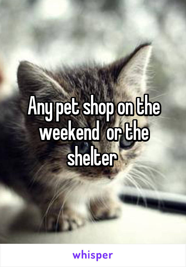 Any pet shop on the weekend  or the shelter 