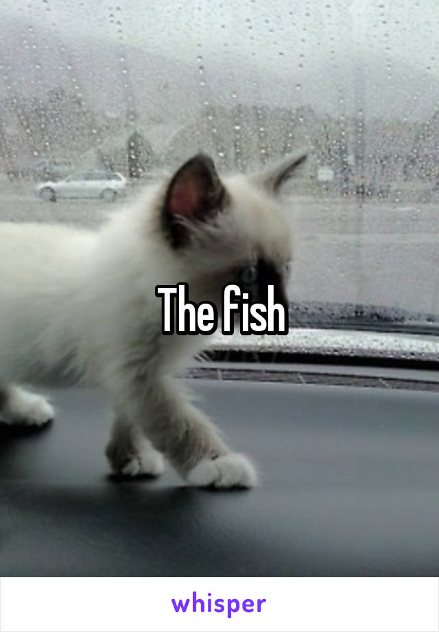 The fish