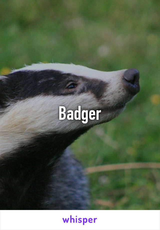 Badger