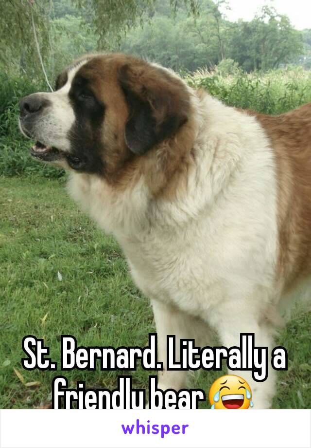 St. Bernard. Literally a friendly bear😂