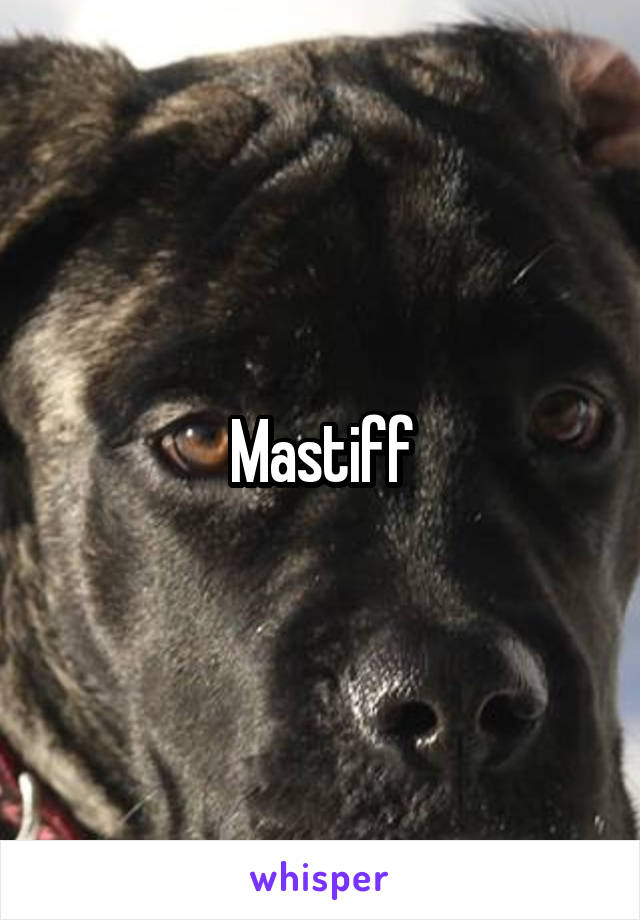 Mastiff