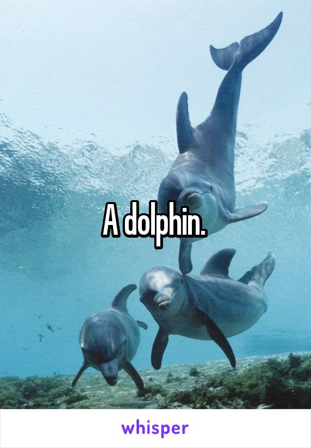 A dolphin. 