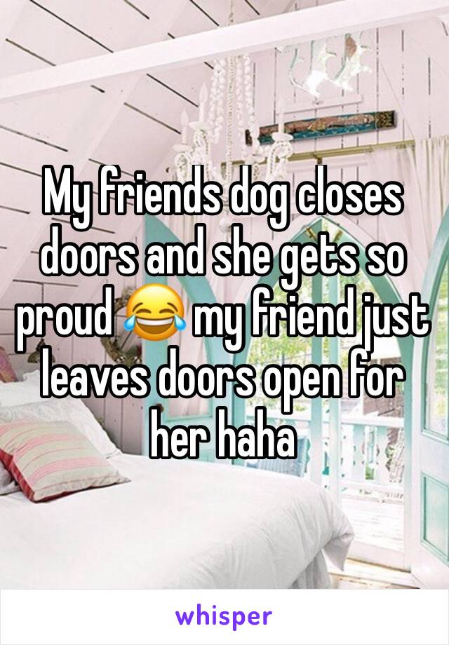 My friends dog closes doors and she gets so proud 😂 my friend just leaves doors open for her haha