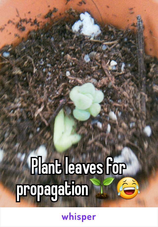 Plant leaves for propagation🌱😂