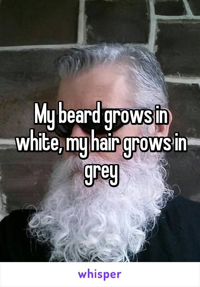 My beard grows in white, my hair grows in grey