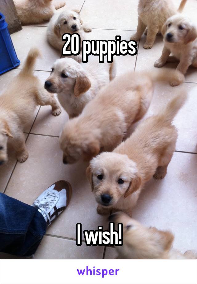 20 puppies






I wish!