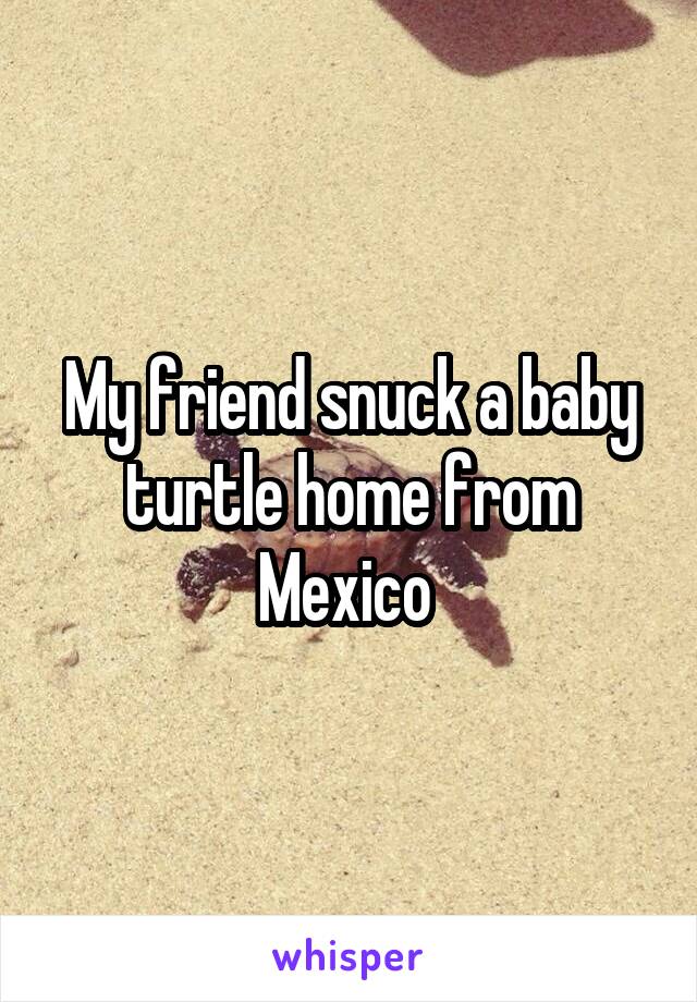 My friend snuck a baby turtle home from Mexico 