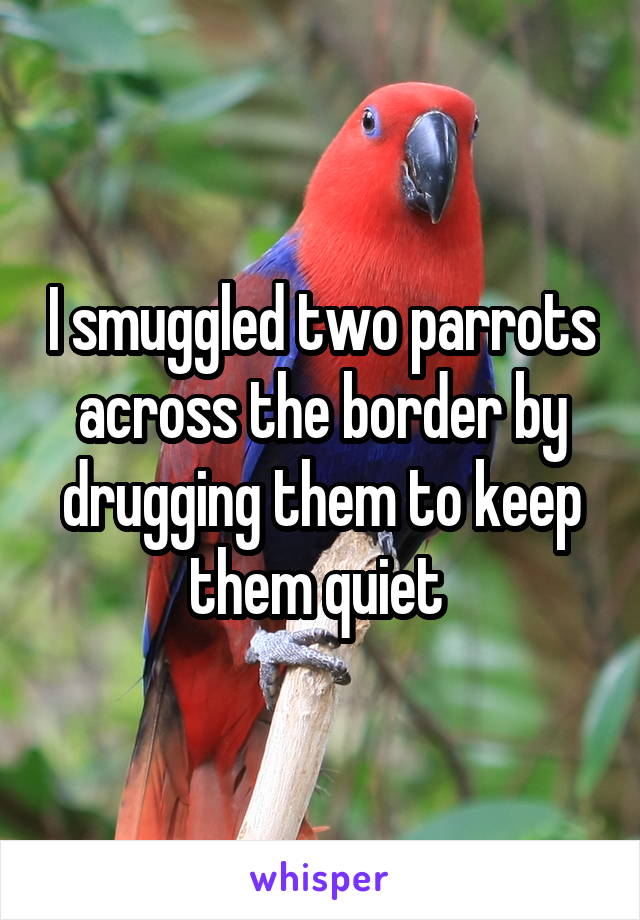 I smuggled two parrots across the border by drugging them to keep them quiet 