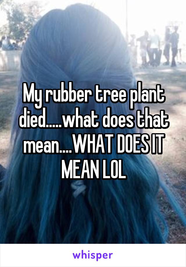 My rubber tree plant died.....what does that mean....WHAT DOES IT MEAN LOL