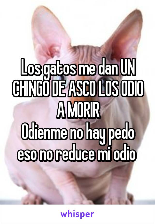 Los gatos me dan UN CHINGO DE ASCO LOS ODIO A MORIR
Odienme no hay pedo eso no reduce mi odio 