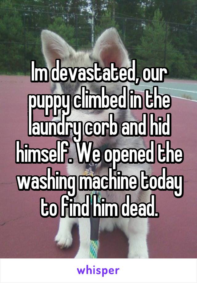 Im devastated, our puppy climbed in the laundry corb and hid himself. We opened the washing machine today to find him dead.