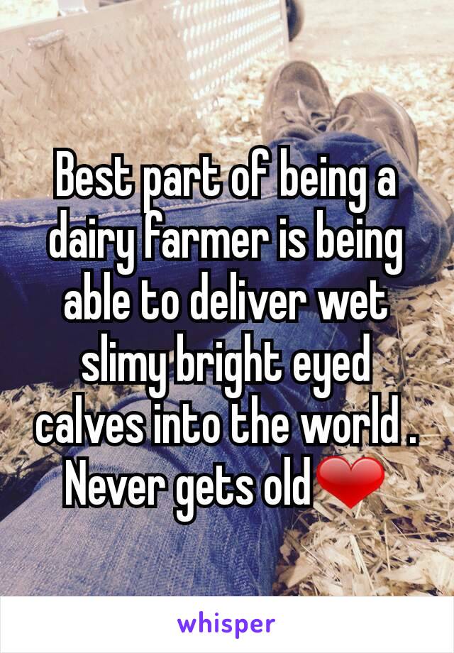 Best part of being a dairy farmer is being able to deliver wet slimy bright eyed calves into the world . Never gets old❤