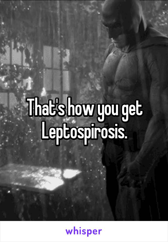 That's how you get Leptospirosis.