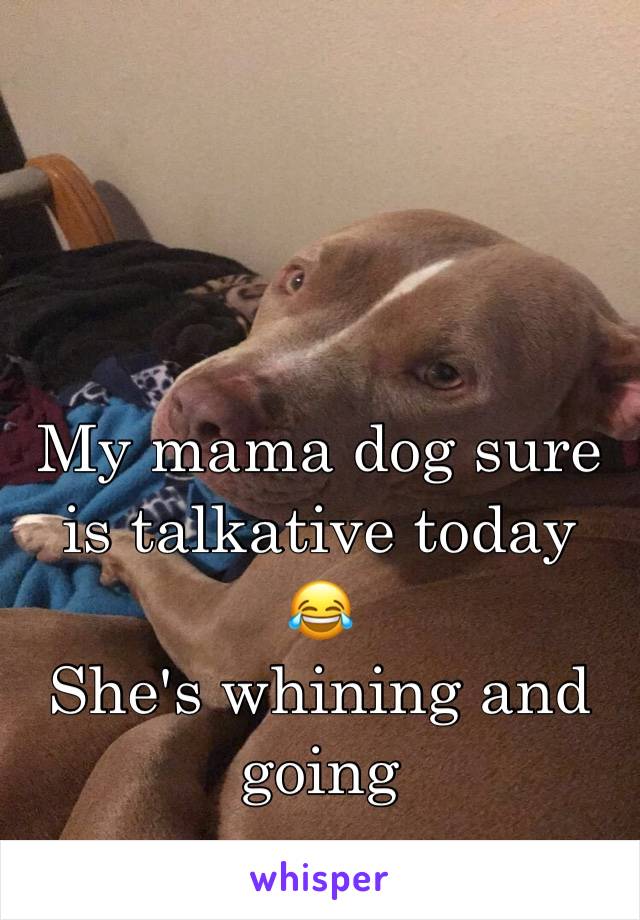 My mama dog sure is talkative today 
😂
She's whining and going 
rarararararar