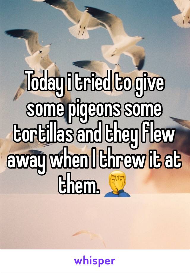 Today i tried to give some pigeons some tortillas and they flew away when I threw it at them. 🤦‍♂️ 