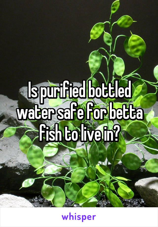 is-purified-bottled-water-safe-for-betta-fish-to-live-in