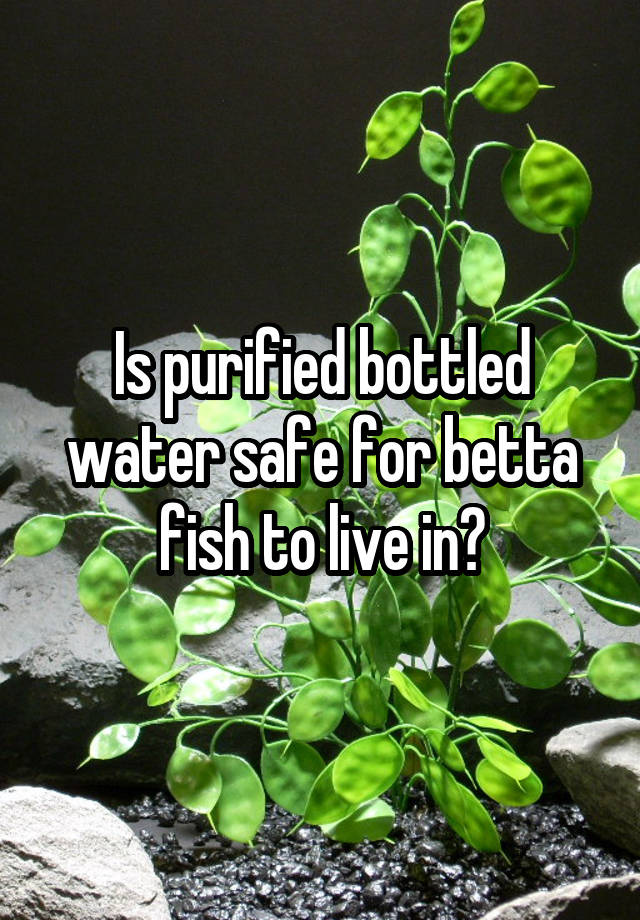 is-purified-bottled-water-safe-for-betta-fish-to-live-in