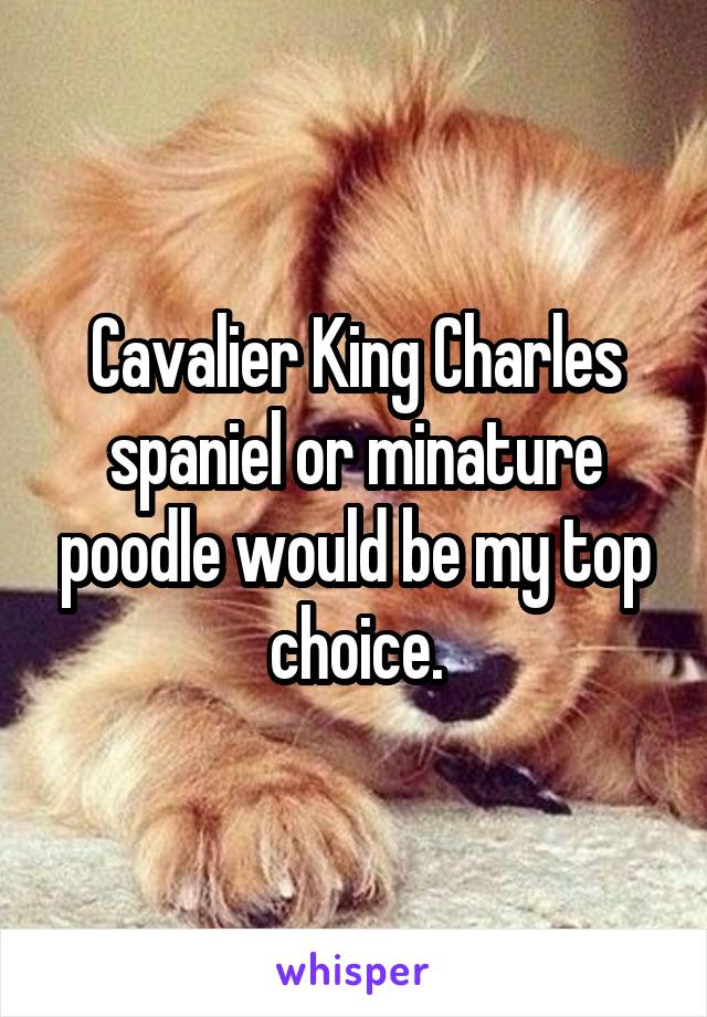 Cavalier King Charles spaniel or minature poodle would be my top choice.