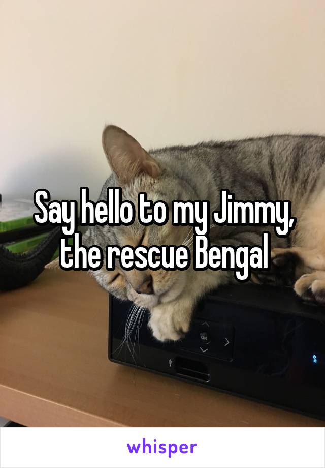 Say hello to my Jimmy, the rescue Bengal