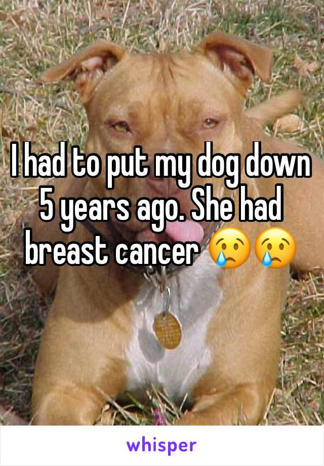 I had to put my dog down 5 years ago. She had breast cancer 😢😢