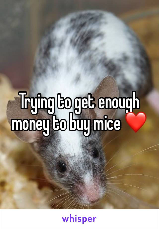 Trying to get enough money to buy mice ❤