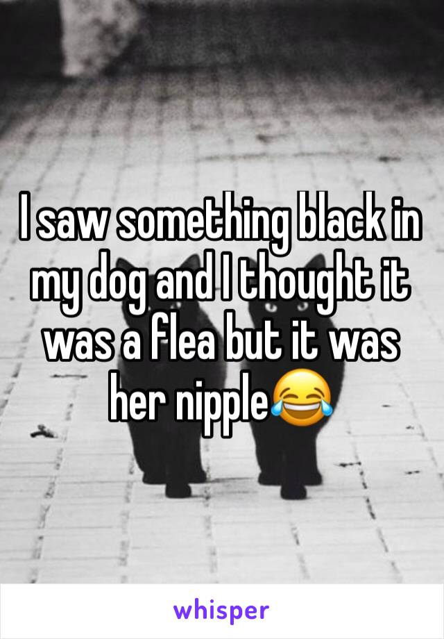 I saw something black in my dog and I thought it was a flea but it was her nipple😂