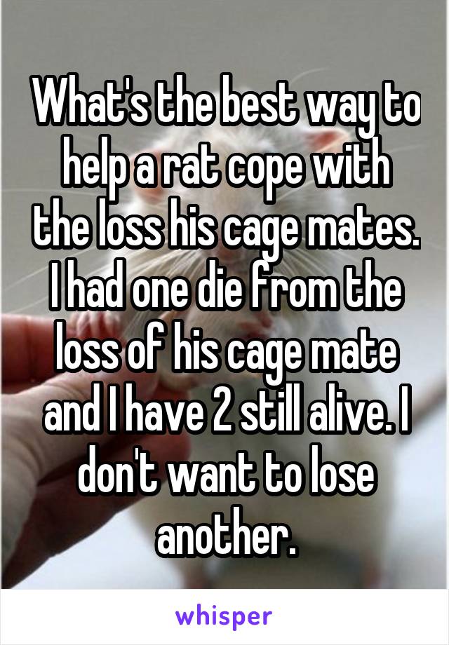 What's the best way to help a rat cope with the loss his cage mates. I had one die from the loss of his cage mate and I have 2 still alive. I don't want to lose another.