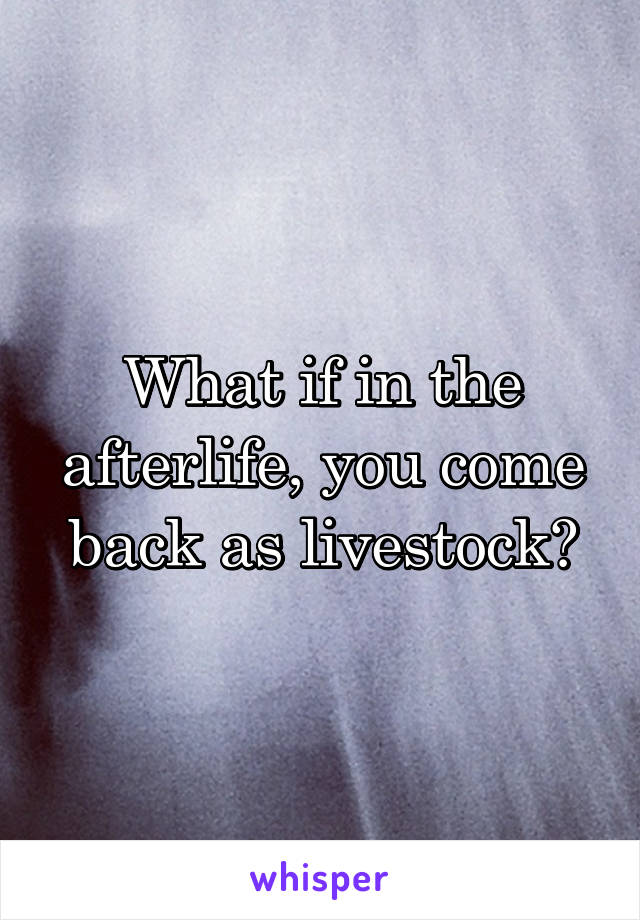 What if in the afterlife, you come back as livestock?