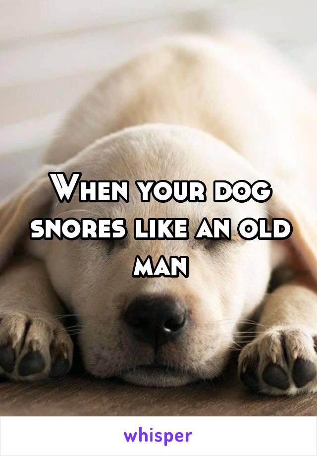 When your dog snores like an old man