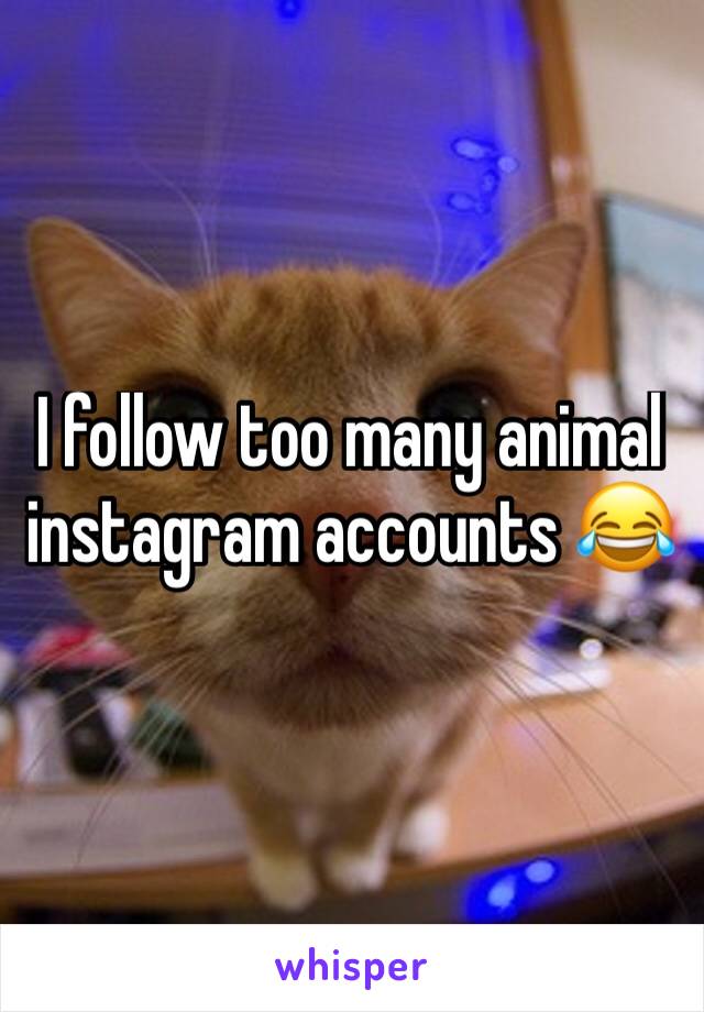 I follow too many animal instagram accounts 😂