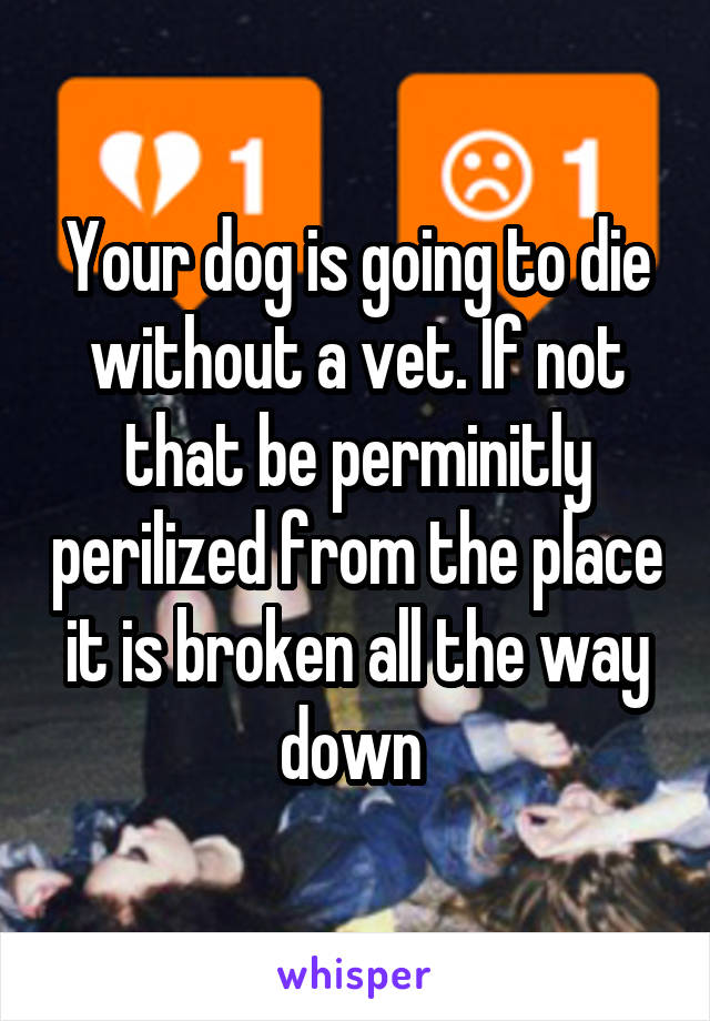 Your dog is going to die without a vet. If not that be perminitly perilized from the place it is broken all the way down 