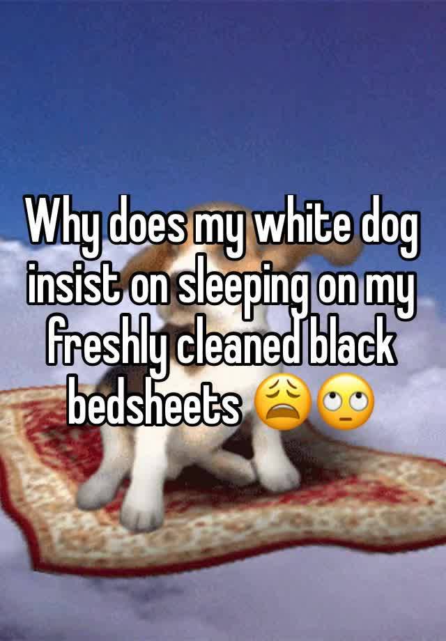 why-does-my-white-dog-insist-on-sleeping-on-my-freshly-cleaned-black