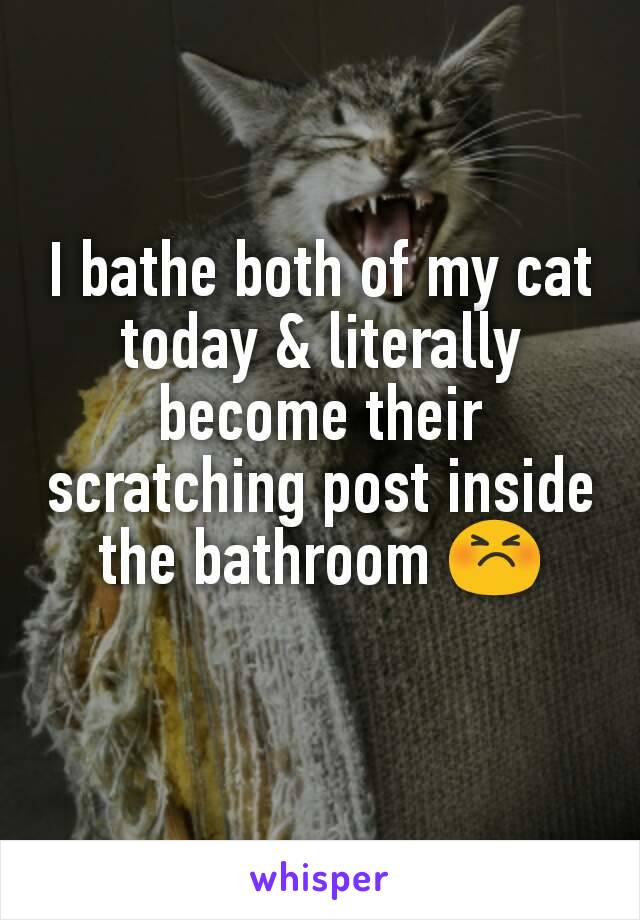 I bathe both of my cat today & literally become their scratching post inside the bathroom 😣
