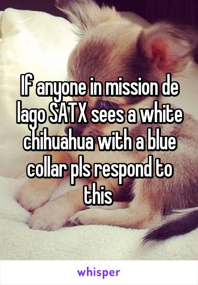 If anyone in mission de lago SATX sees a white chihuahua with a blue collar pls respond to this 