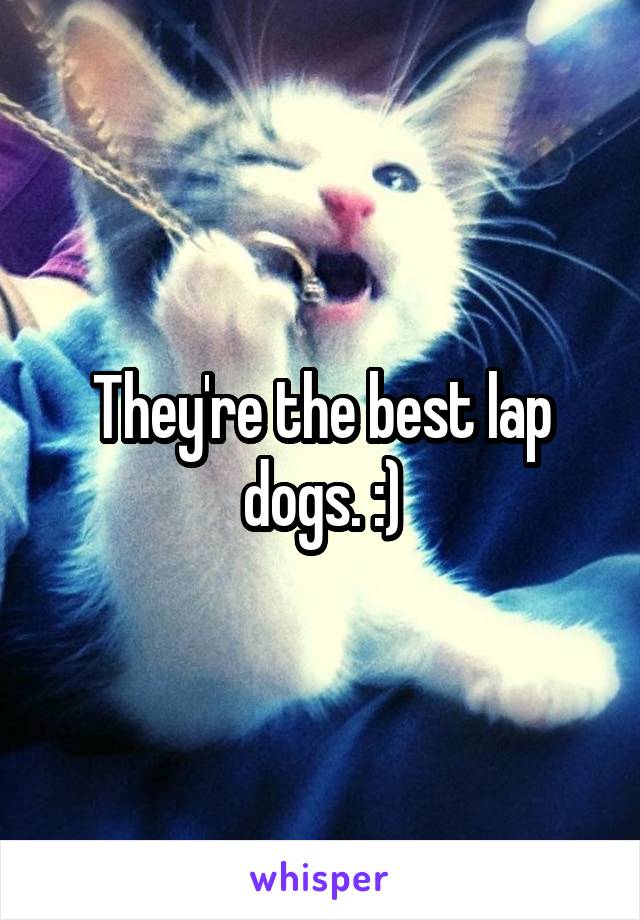 They're the best lap dogs. :)