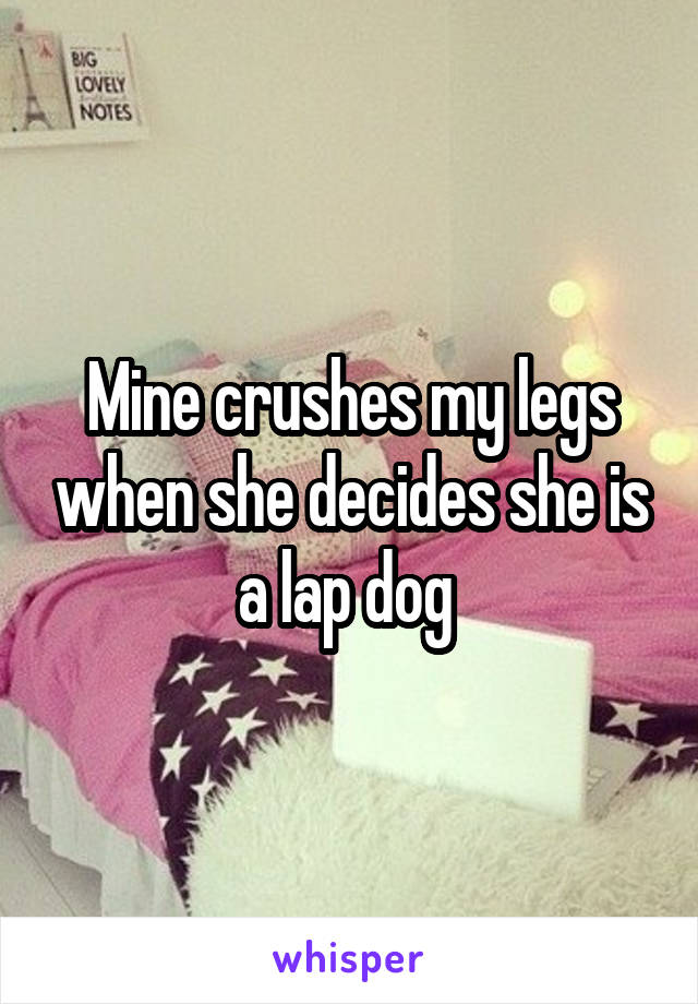 Mine crushes my legs when she decides she is a lap dog 